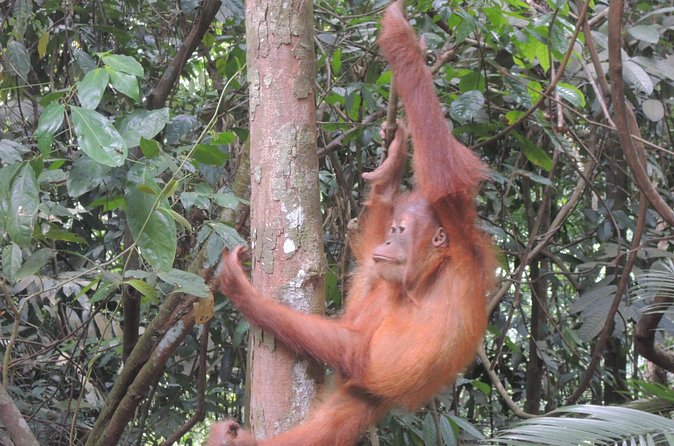 3 days Medan Orangutan Bukit Lawang - Transfers and Drivers: The Kind of Comfort That Saves Your Day