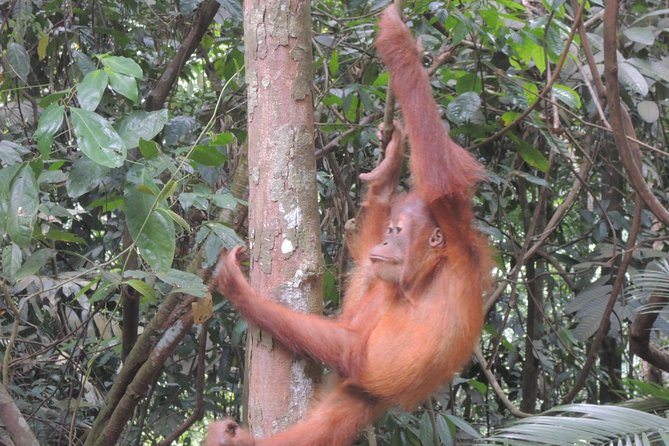 3 days Medan Orangutan Bukit Lawang - Price and Value: Is $300 Reasonable for This 3-Day Combo?