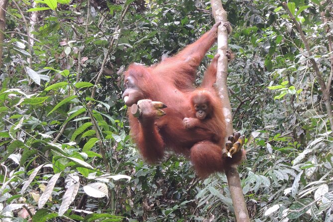 3 days Medan Orangutan Bukit Lawang - Who This Trip Suits Best (And Who Should Rethink It)
