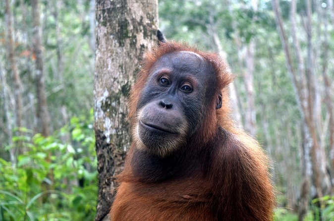 3 days Medan Orangutan Bukit Lawang - Should You Book This Medan + Bukit Lawang Plan?
