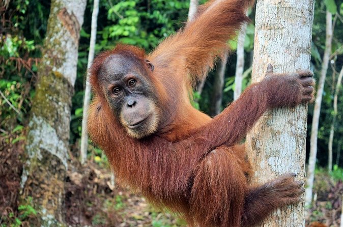 3 days Medan Orangutan Bukit Lawang - FAQ