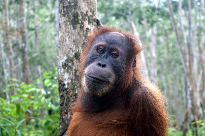 3 days Medan Orangutan Bukit Lawang - Bukit Lawang Nights: Simple Stay, Real Timing