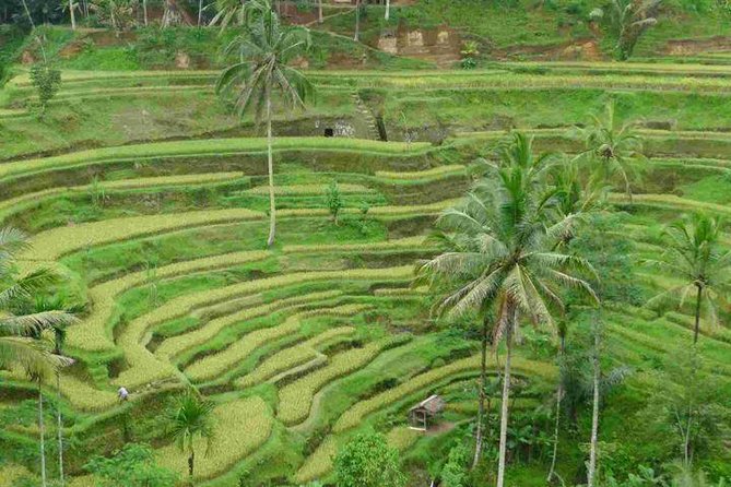 3 Days Sightseeing to the Famous Place in Bali - Price and Value: What You’re Paying for at $60.23 Per Person