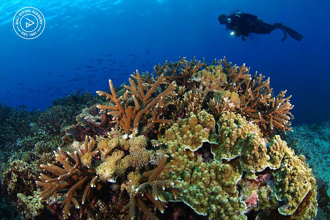 3 Epic Dives in Nusa Penida - Certified Divers' Day Trip - Who this Nusa Penida day trip fits best