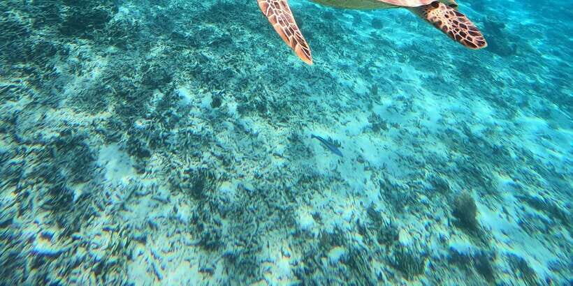 3 Gili island: snorkeling & turtle sanctuary gopro included - Price and Value: What $16 Gets You Here