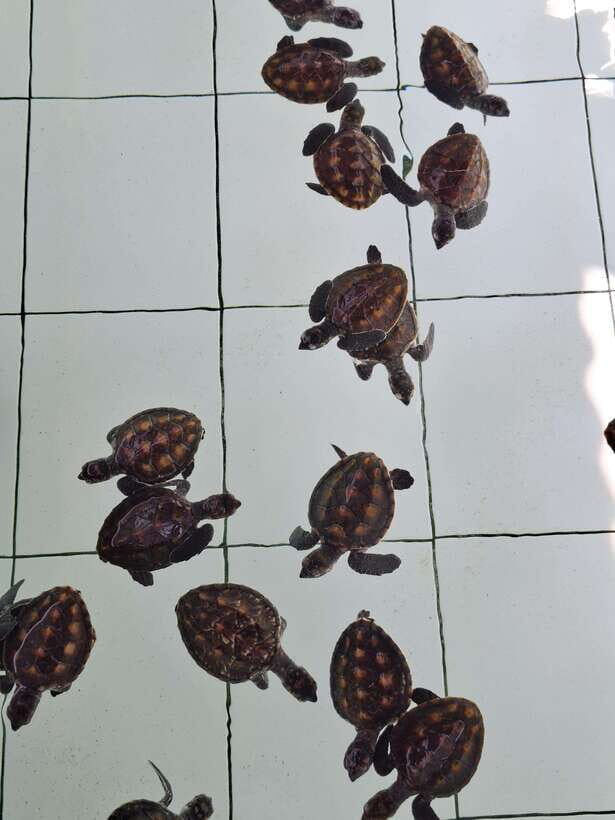3 islands snorkeling & turtle sanctuary Gopro included - Stop 1 at Gili Meno: underwater statue, blue corals, and conservation time