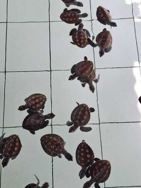3 islands snorkeling & turtle sanctuary Gopro included - Price and value: how $16 can feel like a win