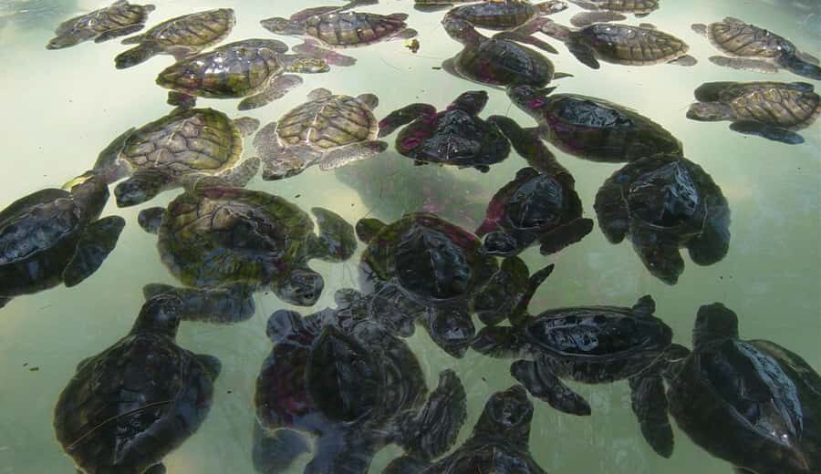3 Islands Snorkeling with Glass Bottom Boat & GOPRO SHOOT - Turtle Point on Gili Trawangan: Sea Turtles, Clear Water, and Easy Starters