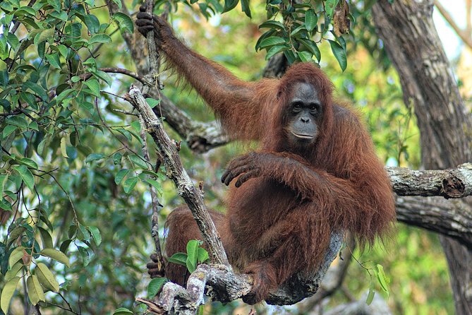 3ns Private Orangutan and Bornean Primates Kelotok Tour - Day 3: Pondok Tanggui, the 9:00 Feeding Window, and Optional Jungle Time