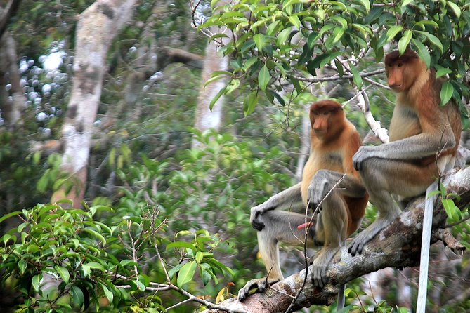3ns Private Orangutan and Bornean Primates Kelotok Tour - Your Floating Home: Meals, Crew Service, and a Slow Boat Rhythm