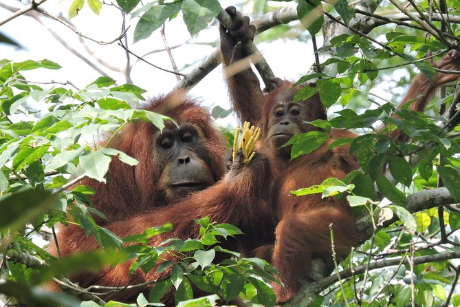 4 Day Jungle Adventure including 2 day trek - Getting picked up in Medan at 9:00 am (and what that means)