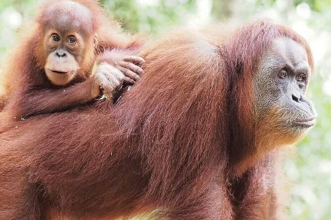 5 Day's 4 Night's jungle Tour trekking in Bukit Lawang - Key highlights you should care about