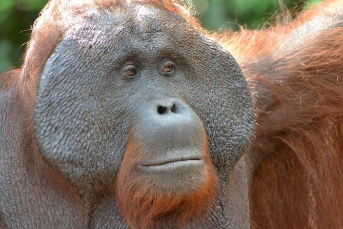 5 Days Truly Orangutan Wildlife Jungle Trail - Key highlights from this orangutan jungle trail