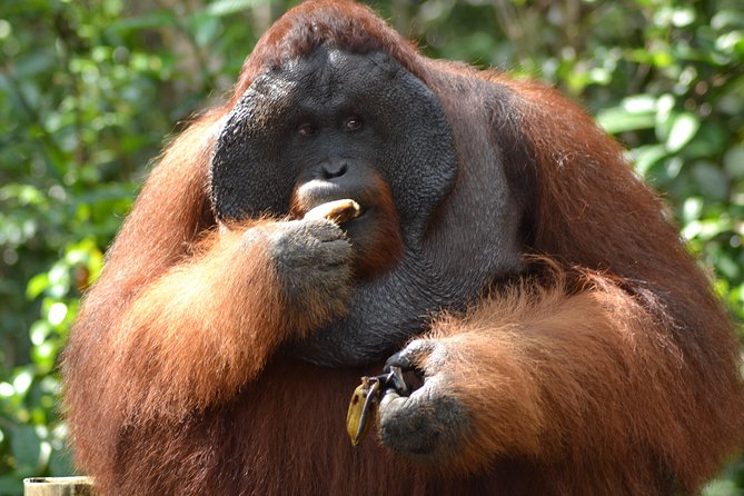 5 Days Truly Orangutan Wildlife Jungle Trail - Where Pangkalan Bun’s jungle trip really starts: rivers, then rainforest