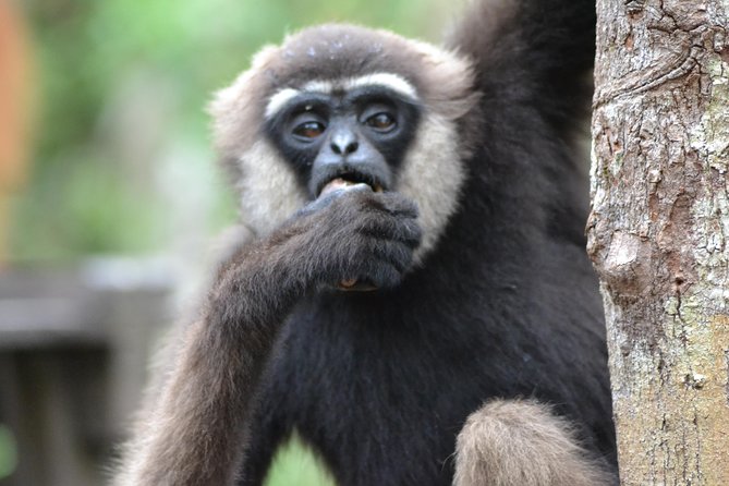 5 Days Truly Orangutan Wildlife Jungle Trail - Day 2 to Camp Leakey via klotok: up the river, into the rehab story