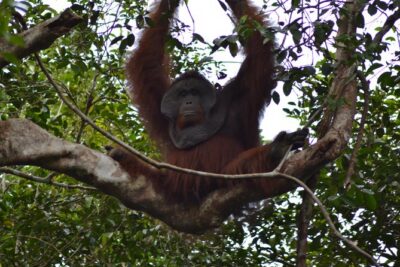 5 Days Truly Orangutan Wildlife Jungle Trail - Day 1 on the Sekonyer: Riverside watching and Tanjung Harapan Feeding Camp