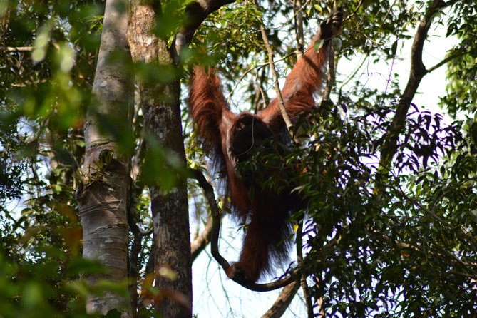 5 Days Truly Orangutan Wildlife Jungle Trail - Day 3: the 9 km lowland jungle trail and sleeping on a tent platform