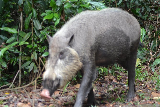 5 Days Truly Orangutan Wildlife Jungle Trail - Day 4: Pesalat replanting site, village river rides, and firefly night dinner