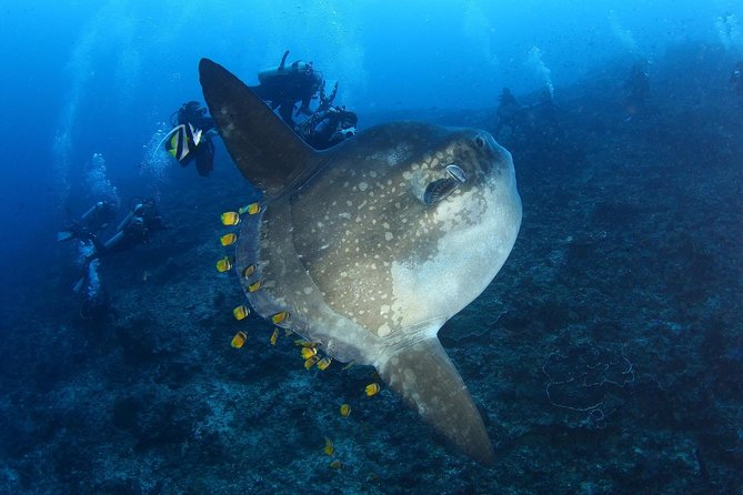 5 Fun Dives in Nusa Lembongan (for certified divers) - Swim with a Mola Mola - Jungut Batu Beach: wrap-up time and one last look