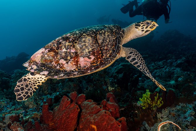 5 Fun Dives in Pemuteran (for certified divers) - Exploration in Menjangan Park - Two days, five sessions: the flow you’ll actually live with