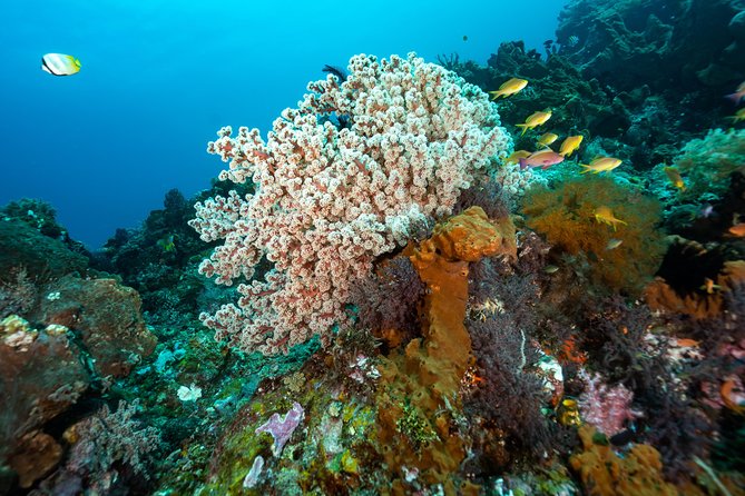 5 Fun Dives in Pemuteran (for certified divers) - Exploration in Menjangan Park - Getting to Menjangan by wooden boat (and what that implies)