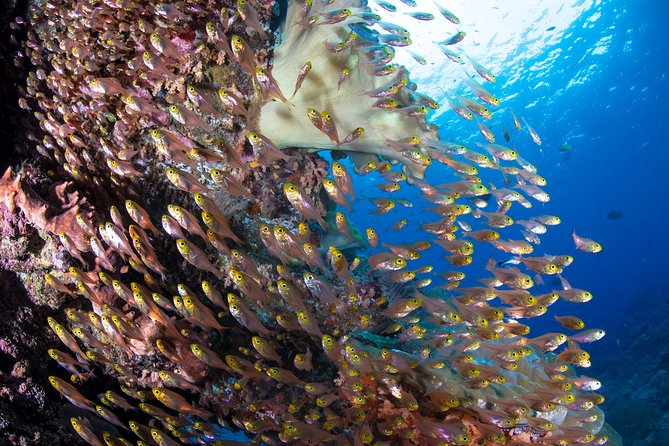 5 Fun Dives in Pemuteran (for certified divers) - Exploration in Menjangan Park - The named Menjangan sites you’re likely to see