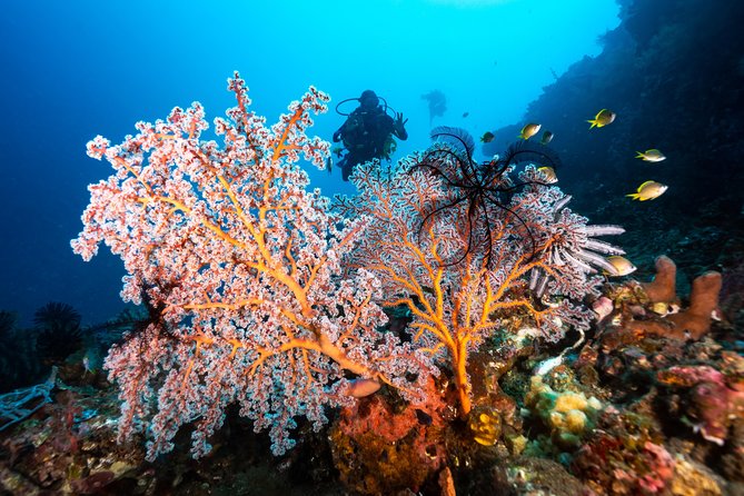 5 Fun Dives in Pemuteran (for certified divers) - Exploration in Menjangan Park - Included facilities, gear, and comfort details you’ll care about