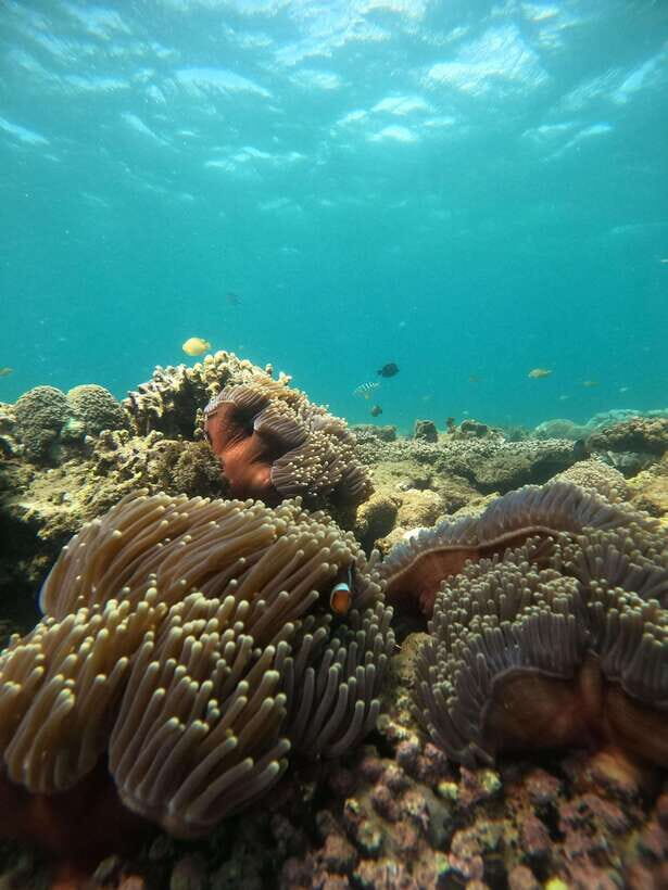 5 Secret Gili Boat Trip & Snorkeling in Southwest Of Lombok - Captain, Currents, and Staying Safe in the Water