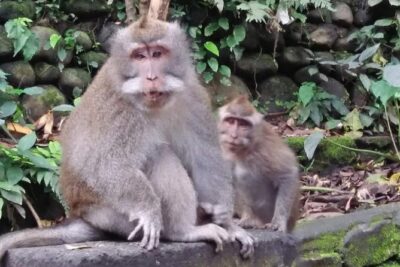 6 Days Best Of Bali And Nusa Penida All Inclusive Private Tour - Day 1: Nusa Dua beach, Uluwatu temple, Kecak, and Jimbaran dinner