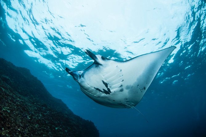 7 Fun Dives in Nusa Lembongan (for certified divers) - Premium Value Package - Price and value: $311.68 makes sense if you use everything included