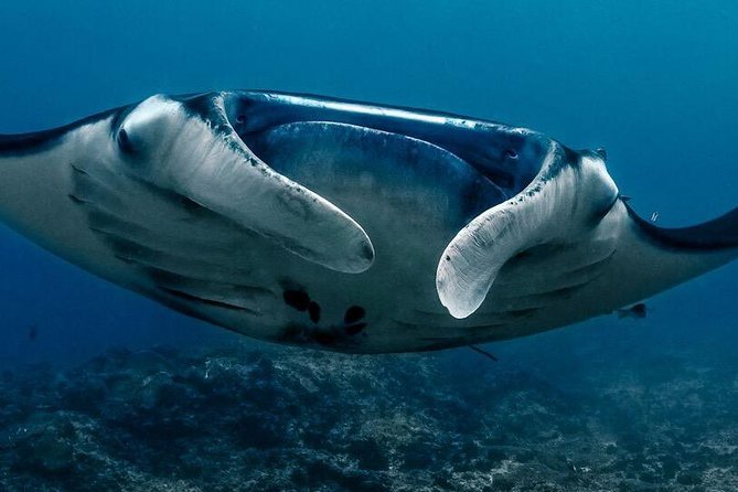 7 Fun Dives in Nusa Lembongan (for certified divers) - Premium Value Package - Your 3-day rhythm and the one-week completion window