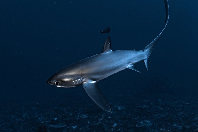 7 Fun Dives in Nusa Lembongan (for certified divers) - Premium Value Package - Manta Point: where the big-animal goal becomes real