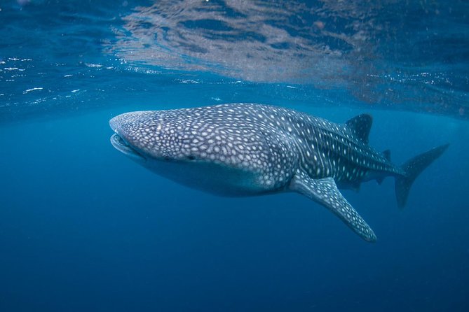 7 Fun Dives in Nusa Lembongan (for certified divers) - Premium Value Package - Mangrove Point: calm scenery and a different kind of underwater feeling