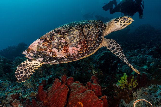 7 Fun Dives in Pemuteran (for certified divers) - Exploration in Menjangan Park - Menjangan National Park: why this area is worth the effort