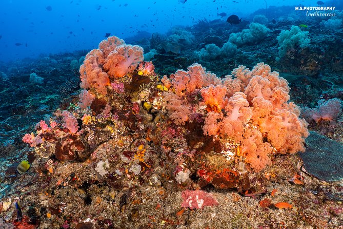 7 Fun Dives in Pemuteran (for certified divers) - Exploration in Menjangan Park - Instructor-led coaching: what you can expect from the guides