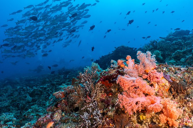 7 Fun Dives in Pemuteran (for certified divers) - Exploration in Menjangan Park - Included gear and on-site comfort: less friction, more time in the water