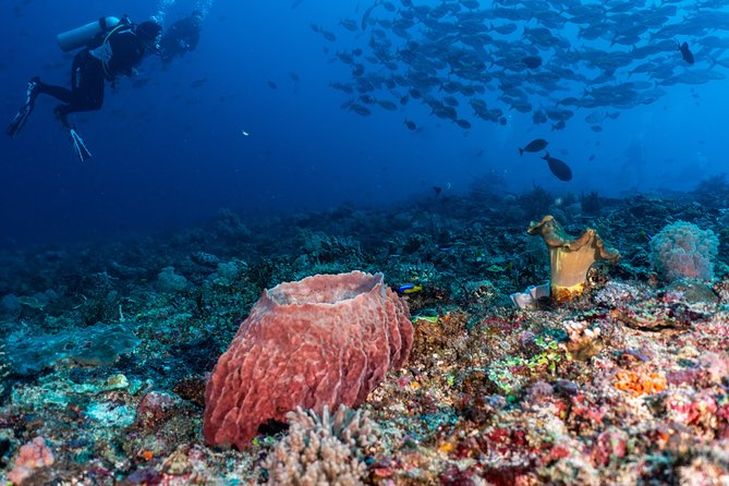 7 Fun Dives in Pemuteran (for certified divers) - Exploration in Menjangan Park - Should you book this package?