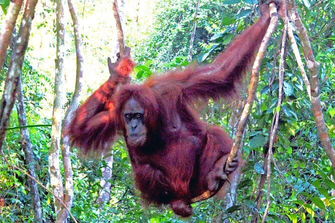 8 days group tour in Sumatra - Gunung Leuser Jungle Hike: The Part You’ll Remember