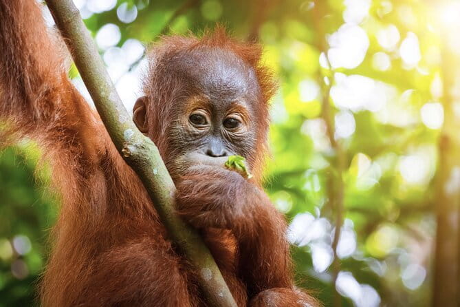 8 days group tour in Sumatra - Lake Toba and Samosir Island: Big Water, Big Calm