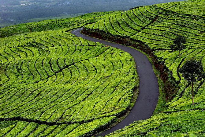 Active Volcano, Rice Field, Hot Spring, Fruit market, Tea Plantation with Lunch - West Java highlights, squeezed into one focused circuit from Jakarta