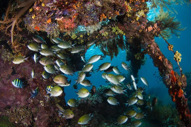 Advanced Open Water Course - Advanced Certification in Tulamben - Where You’ll Start and How the Course Runs Day to Day