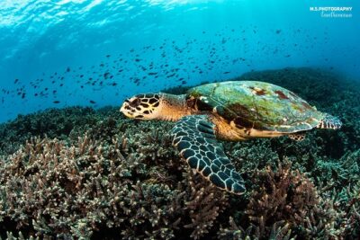 Advanced Open Water Course in Pemuteran - Certification in Bali (Menjangan park) - Pemuteran and Menjangan: why this part of Bali works