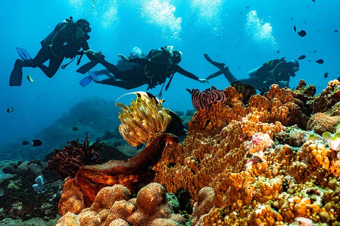 Advanced Open Water Course in Pemuteran - Certification in Bali (Menjangan park) - What’s included: gear, equipment comfort, and the center’s setup