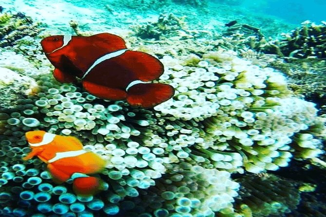 (ALL- IN) Bali Snorkeling Blue Lagoon And Tanjung Jepun - Price and Value: Is $65 Fair for Two Snorkels, Lunch, and a Coffee Stop?