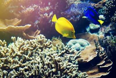 (ALL- IN) Bali Snorkeling Blue Lagoon with Waterfall Visit - Snorkel Stop One: Tanjung Jepun’s Shallow-Water Friendly Feel