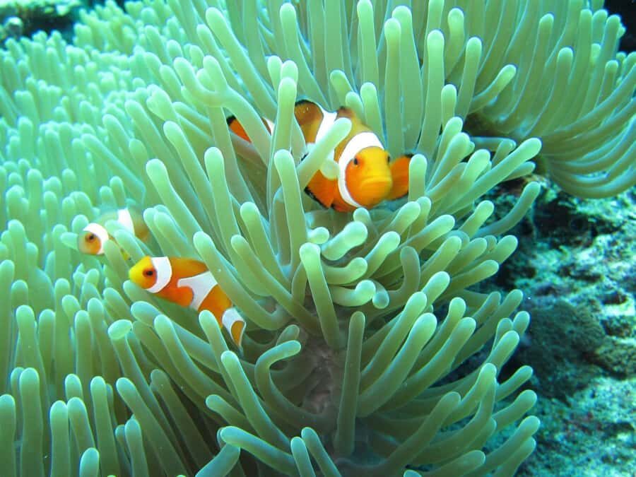 All Include Snorkeling Menjangan Island - Menjangan Island (Deer Island): the setting that makes snorkeling feel special