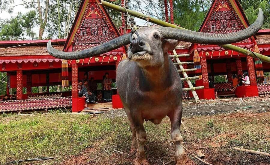 All Inclusive 3-Day Toraja Highland Tour from Makassar - Day 2: Lemo, Suaya, Kete Kesu, Kambira, and the Jesus effigy viewpoint