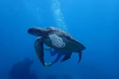 All Inclusive Bali Scuba Diving at Tulamben with Lunch -Transport - Boat Transfer and the Amed/Padang Bay Scuba Spot Plan