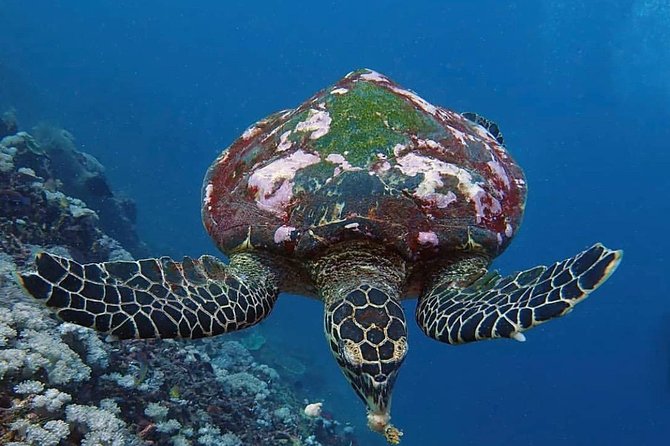 All Inclusive Bali Scuba Diving at Tulamben with Lunch -Transport - Price and Value: Is $150 Worth It?