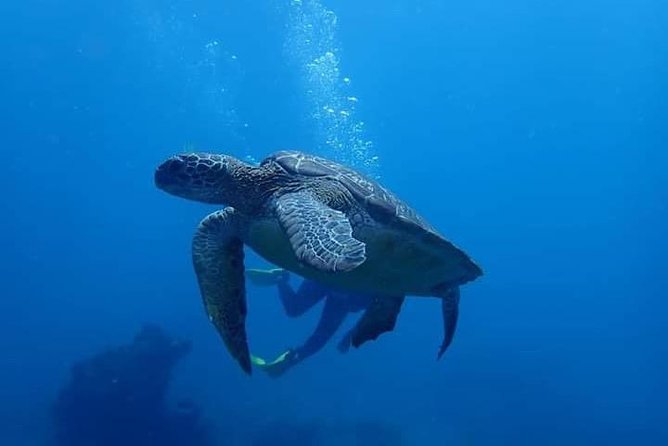All Inclusive Bali Scuba Diving at Tulamben with Lunch -Transport - Boat Transfer and the Amed/Padang Bay Scuba Spot Plan